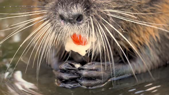 Adult sweet Nutria Myocastor Coypus eating with hands inside lake,macro close up alt
