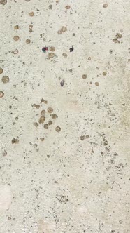 Tanzania  Vertical Video of Low Tide in the Ocean Near the Coast of Zanzibar Slow Motion alt