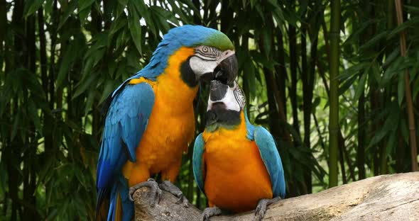 Blue-and-yellow Macaw, ara ararauna, Adults Beak in Beak, Reel Time 4K alt