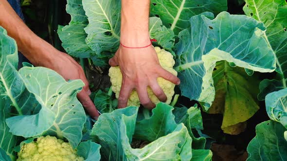 Harvest of Cauliflower in the Garden in the Hands alt