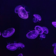 Fluorescent Atlantic Moon Jellyfish Swimming Underwater Aquarium Pool With Neon Light. - PhotoDune Item for Sale