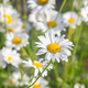 Wild Daisy Flowers Growing On Meadow, White Chamomiles On Green Grass Background. - PhotoDune Item for Sale