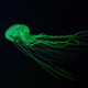 Fluorescent Jellyfish Swimming Underwater Aquarium Pool With Green Neon Light - PhotoDune Item for Sale