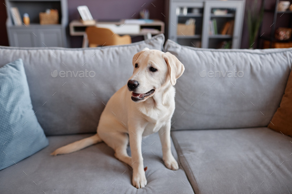 Labrador sofa hot sale