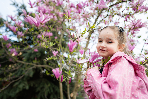 Preschooler girl in pink jacket enjoying nice spring day near magnolia blooming tree.  - Stock Photo - Images