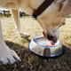 Labrador retriever while drinking water from metal bowl - PhotoDune Item for Sale
