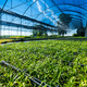 Fresh green plants growing in hothouse in sunlight - PhotoDune Item for Sale