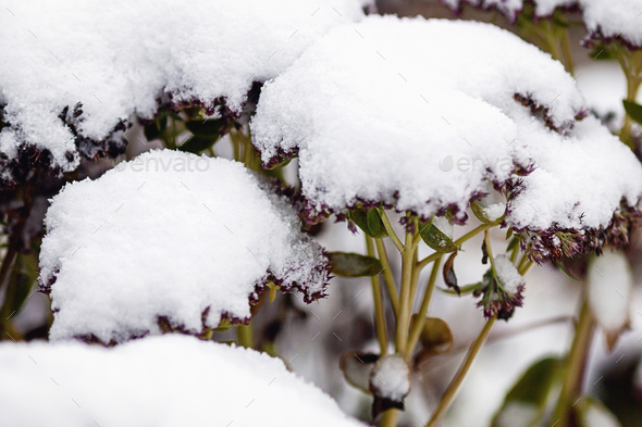 Plant covered with snow, Sedum spectabile under snow - Stock Photo - Images
