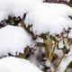 Plant covered with snow, Sedum spectabile under snow - PhotoDune Item for Sale