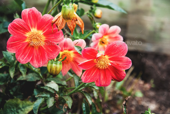 Annual Dahlias flowering in fall, vibrant showy flowers closeup - Stock Photo - Images