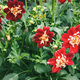 Dahlia Collarette Dandy blooming plant in summer garden - PhotoDune Item for Sale