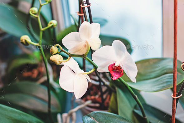Phalaenopsis orchids blooming in winter, flowering houseplants care - Stock Photo - Images