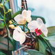 Phalaenopsis orchids blooming in winter, flowering houseplants care - PhotoDune Item for Sale