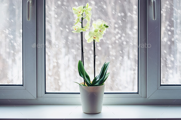 Orchid booming on windowsill in winter Phalaenopsis plant care, flowering houseplants in cold season - Stock Photo - Images