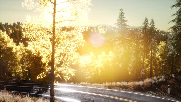 Forest Under Sunrise Sunbeams alt