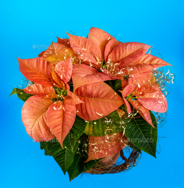 Potted poinsettia flower - Stock Photo - Images
