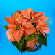Potted poinsettia flower - PhotoDune Item for Sale