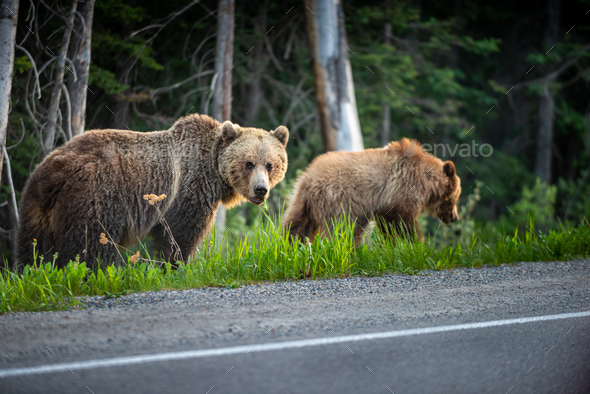 Mother Grizzly Bear and her cub eating dandelions by the side of the road Alberta Canada - Stock Photo - Images
