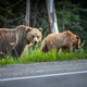 Mother Grizzly Bear and her cub eating dandelions by the side of the road Alberta Canada - PhotoDune Item for Sale