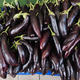 Bright purple eggplant in the central market  - PhotoDune Item for Sale