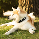 Happy cute fluffy dog akita lying on grass, enjoy free time in park, outdoor, free space - PhotoDune Item for Sale
