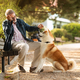 Smiling caucasian senior man with beard in glasses gives snack to dog, play game, training - PhotoDune Item for Sale