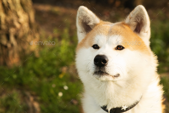 Happy cute fluffy dog akita on green grass enjoy rest, free time in park at summer, outdoor, close - Stock Photo - Images