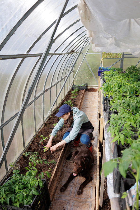 woman in greenhouse transplants seedlings of vegetables fruits tomatoes cucumbers and carrots