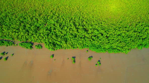 An aerial view from a drone flying over the mangrove forests along the coast alt