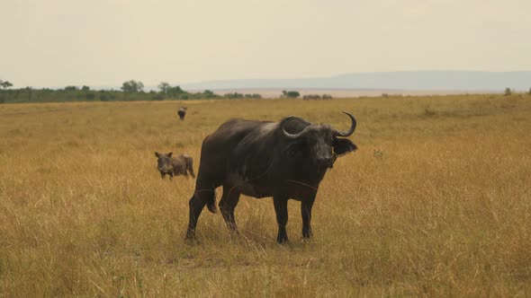African buffalo and wild boar in Masai Mara alt