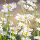 Wild Daisy Flower Growing On Meadow, White Chamomile On Green Grass Background. - PhotoDune Item for Sale