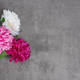 Blooming Pink Peony Bouquet Of Flowers On Gray Concrete Background, Top View, Flat Lay. - PhotoDune Item for Sale