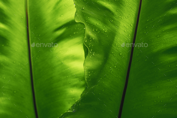 Green leaf texture with rain drop, empty space background. - Stock Photo - Images
