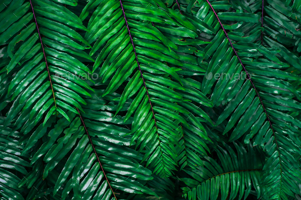 Abstract background from green leaf pattern in tropical forrest with sunlight. Nature backdrop. - Stock Photo - Images
