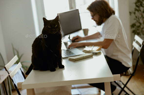 Black cat sitting on background of man working remotely on computer from home office - Stock Photo - Images