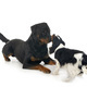 cavalier king charles and rottweiler - PhotoDune Item for Sale