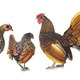 Sebright chicken in studio - PhotoDune Item for Sale