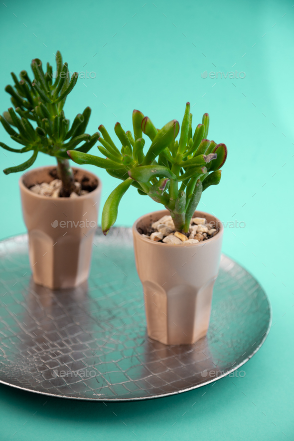 Succulent plant Sedum family Crassulaceae. A flower in a glass with pebbles. Unpretentious home - Stock Photo - Images