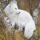 Arctic fox standing on a tree in the forest - PhotoDune Item for Sale