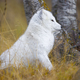 Beautiful white arctic fox in the forest - PhotoDune Item for Sale