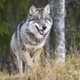 Close-up of large male grey wolf walking on a hill in the forest - PhotoDune Item for Sale