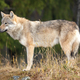 Young female grey wolf standing in the forest - PhotoDune Item for Sale