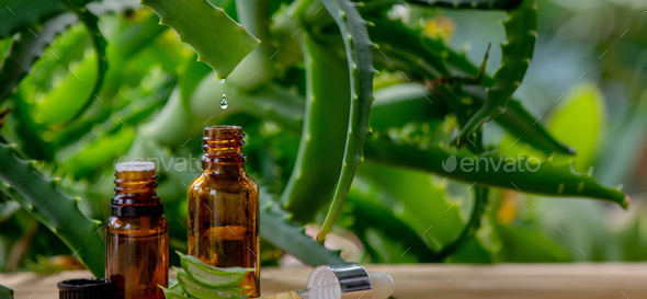 Aloe vera essential oil drips into the bottle from the stem.