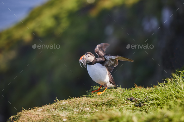 Puffin with fishes on his beak. Mykines cliffs. Faroe birdlife - Stock Photo - Images
