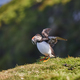 Puffin with fishes on his beak. Mykines cliffs. Faroe birdlife - PhotoDune Item for Sale