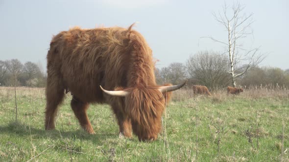 Highland cattle grazing and eating on agricultural grassland, big cow closeup alt