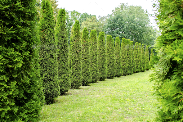 mowed long rows tall green cedar.Hedge fresh cedars trees at city park ...