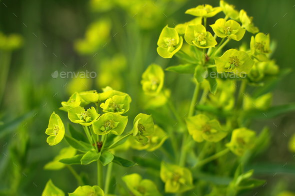 Cypress spurge Euphorbia cyparissias with many yellow flowers in spring - Stock Photo - Images