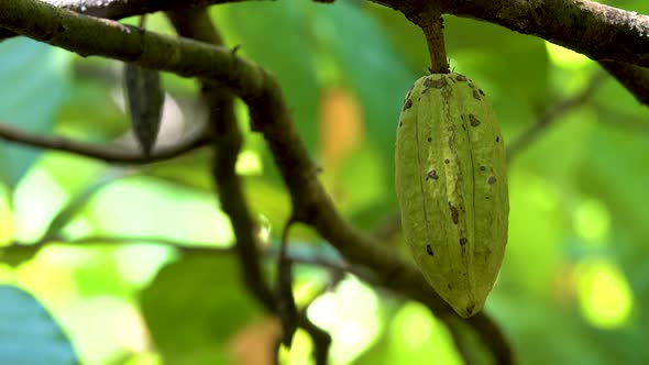 Close up of yellow-orange cacao or cocoa fruit in the sunny day on Theobroma cacao tree