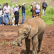 Baby Elephant in Nairobi, Kenya - PhotoDune Item for Sale